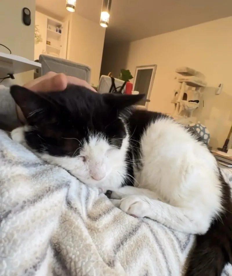 An adult medium-sized male Black & White / Tuxedo Domestic Short Hair cat named Wilson The Lover! for adoption in New York, NY