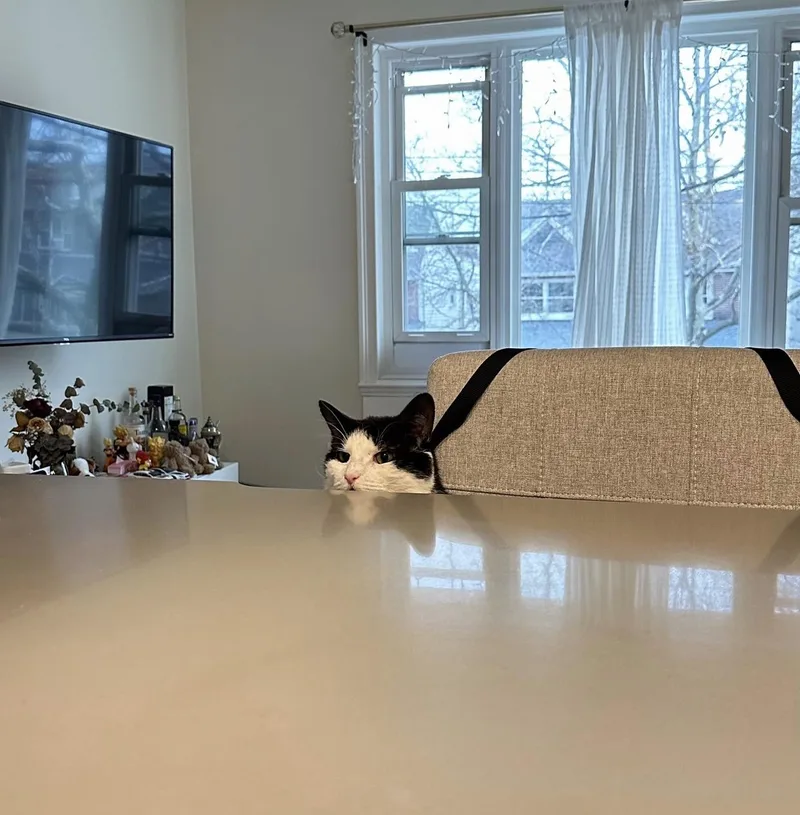 Wilson The Lover! thumbnail 6