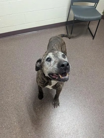 A senior large-sized male Mixed Breed dog named Sanford for adoption in Louisburg, NC