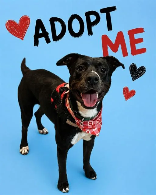 An adult large-sized female Terrier dog named Melly for adoption in Miami, FL