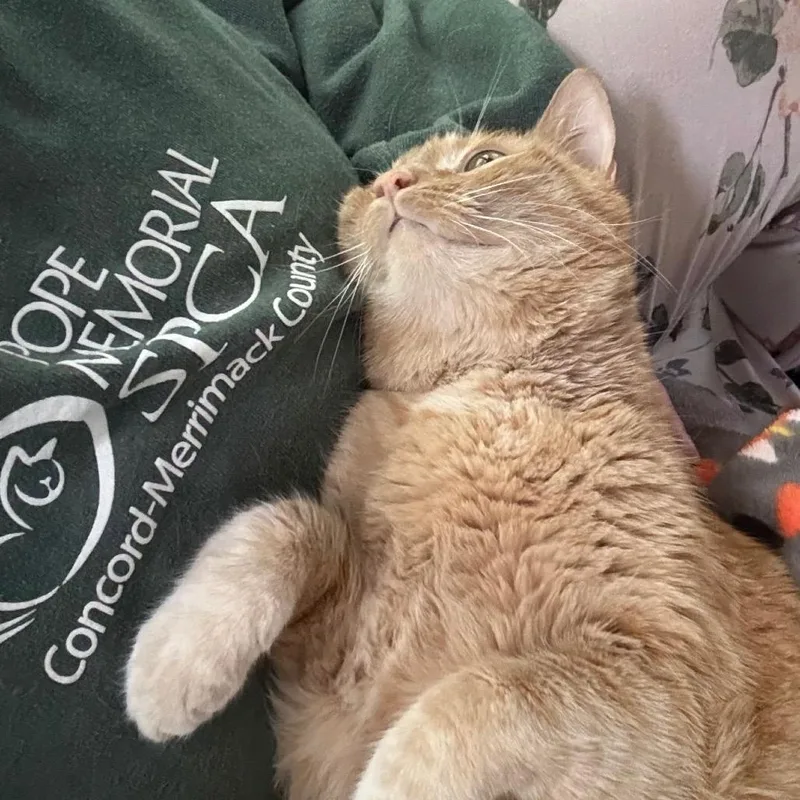 An adult large-sized male Orange / Red Domestic Short Hair cat named Tadpole for adoption in Concord, NH