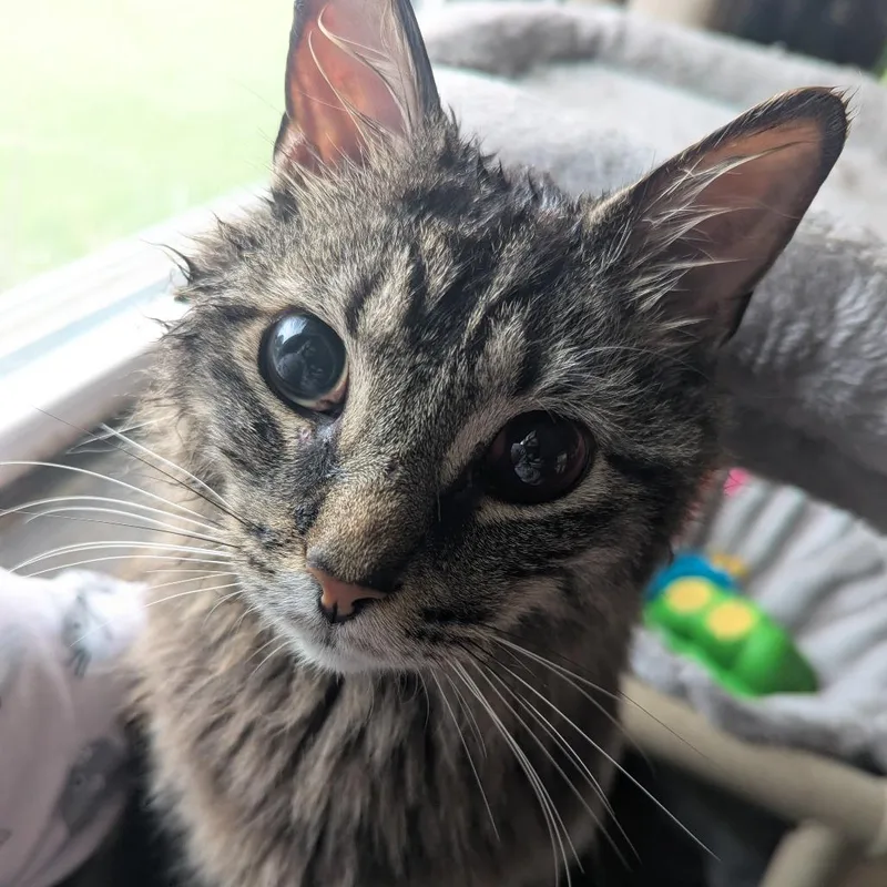 An adult large-sized male Brown / Chocolate Domestic Medium Hair cat named Periscope for adoption in Bloomington, IL