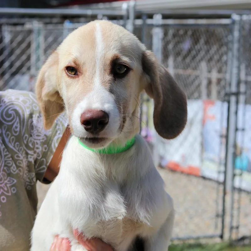 An adult large-sized male White / Cream Great Pyrenees dog named Ct Remy for adoption in Eastford, CT