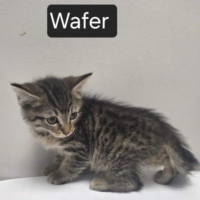 A young medium-sized female Domestic Medium Hair cat named Wafer for adoption in SNOW HILL, NC