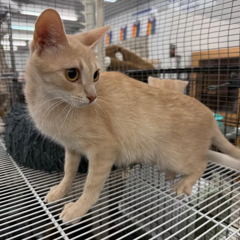 A young small-sized female Cream / Ivory Domestic Short Hair cat named Jelly for adoption in Raleigh, NC