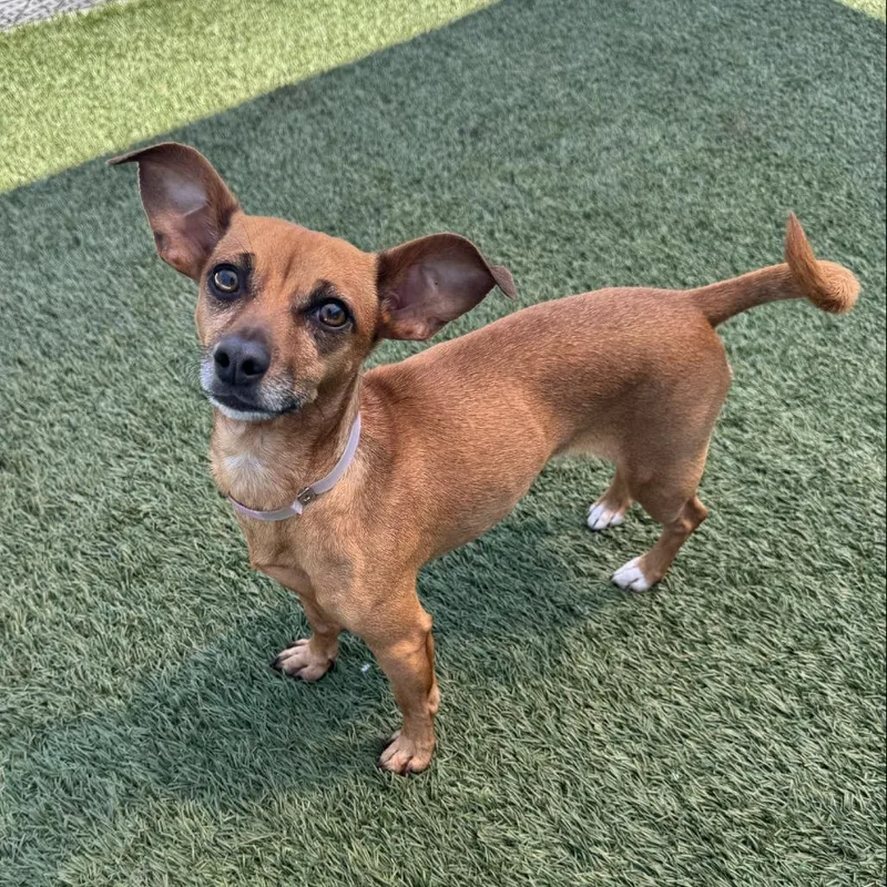 An adult small-sized female Brown / Chocolate Chihuahua dog named Salsa for adoption in Hawthorne, CA