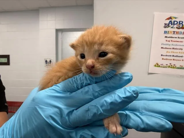 A baby small-sized male Domestic Short Hair cat named Purrlock Holmes for adoption in Charlotte, NC