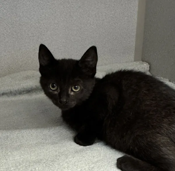 A baby medium-sized female Domestic Short Hair cat named Johnna for adoption in Napa, CA