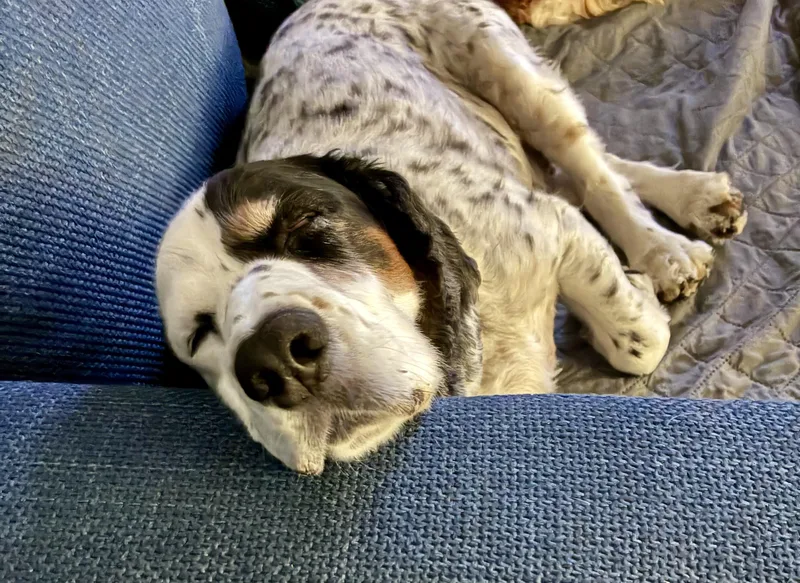 A senior medium-sized female English Cocker Spaniel dog named Ms Willow for adoption in Cape Coral, FL