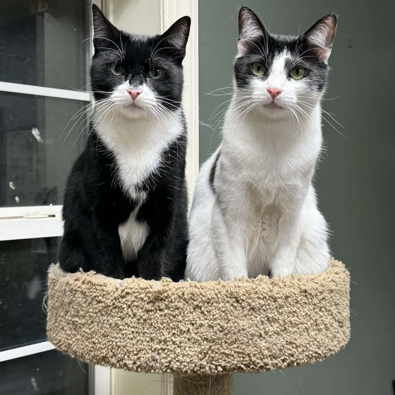 A young small-sized male Domestic Short Hair cat named Batman for adoption in Pitman, NJ