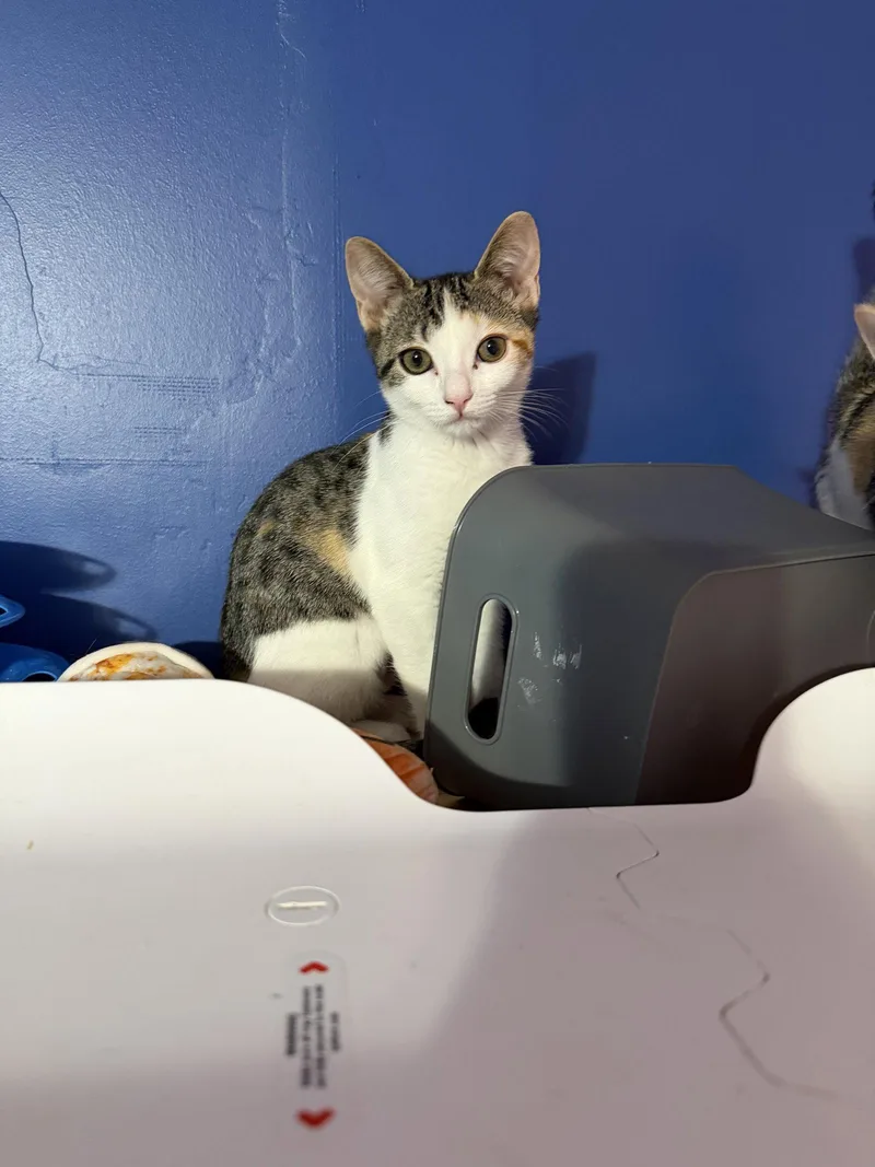 A baby medium-sized female Domestic Short Hair cat named Lexus for adoption in Stewartsville, NJ