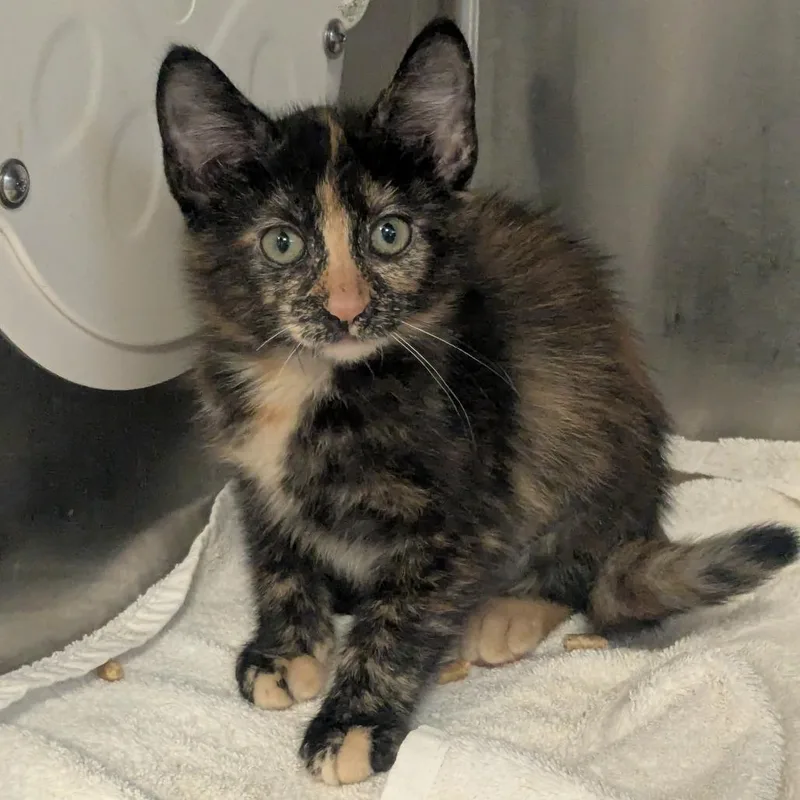 A baby small-sized female Tortoiseshell Domestic Short Hair cat named Polaris for adoption in Birmingham, AL