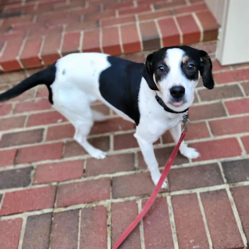 Mississippi Queen thumbnail 2