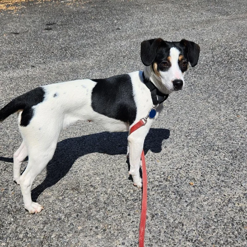 Mississippi Queen thumbnail 3