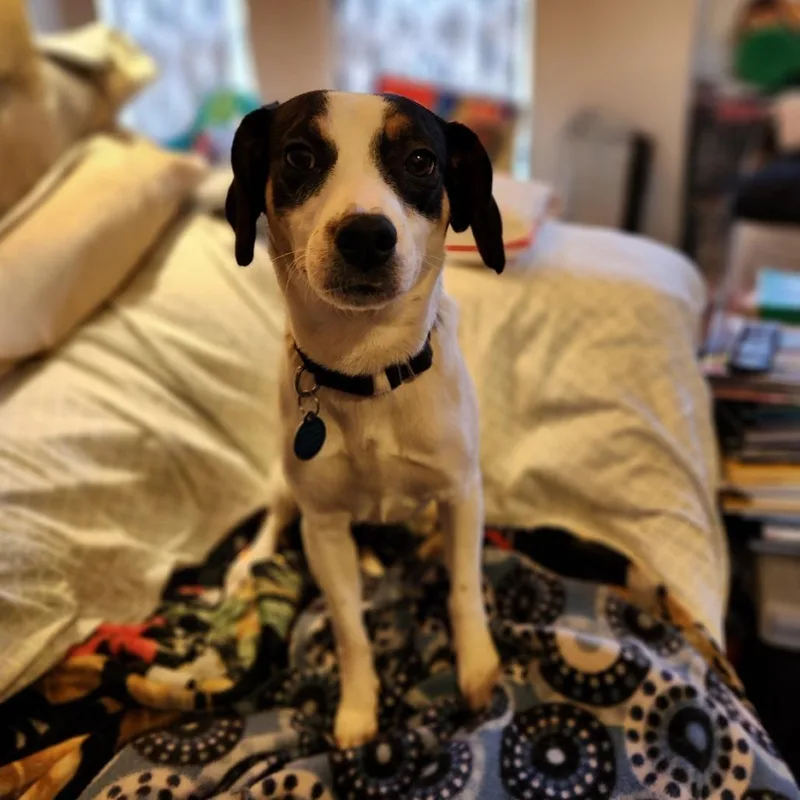 Mississippi Queen thumbnail 4