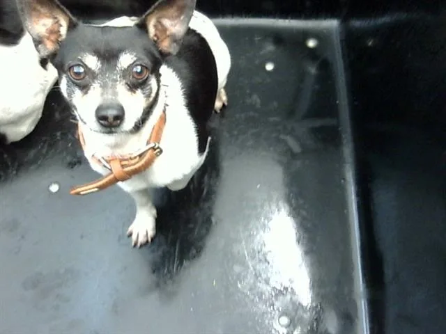An adult small-sized male Chihuahua dog named Booboo for adoption in Dallas, TX