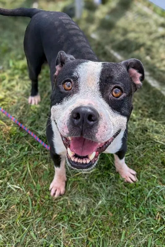 An adult large-sized male Black Mixed Breed dog named Park Ranger for adoption in Cincinnati, OH