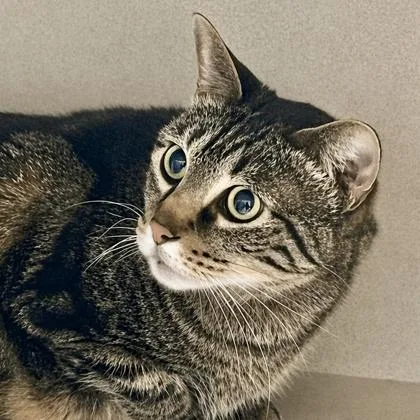 An adult small-sized female Domestic Short Hair cat named Abby for adoption in Burlington, WA