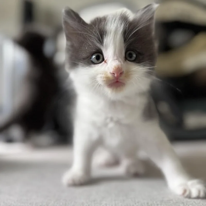 A baby small-sized female Black Domestic Short Hair cat named Pepperjack for adoption in Wichita, KS