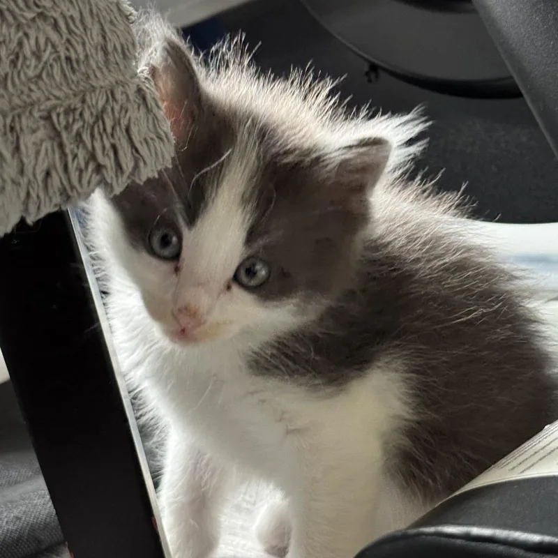 Pepperjack thumbnail 2