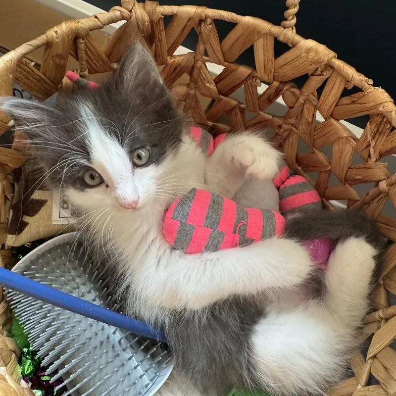 Pepperjack thumbnail 4