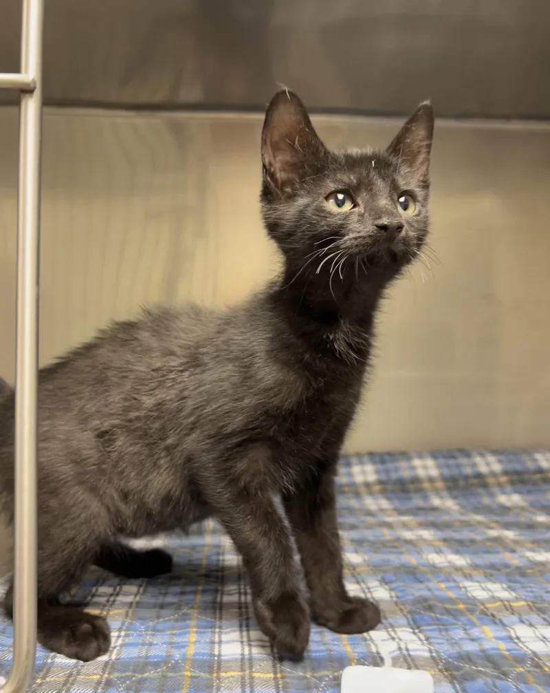 A baby medium-sized male Black Domestic Short Hair cat named Fudge for adoption in Montville, NJ