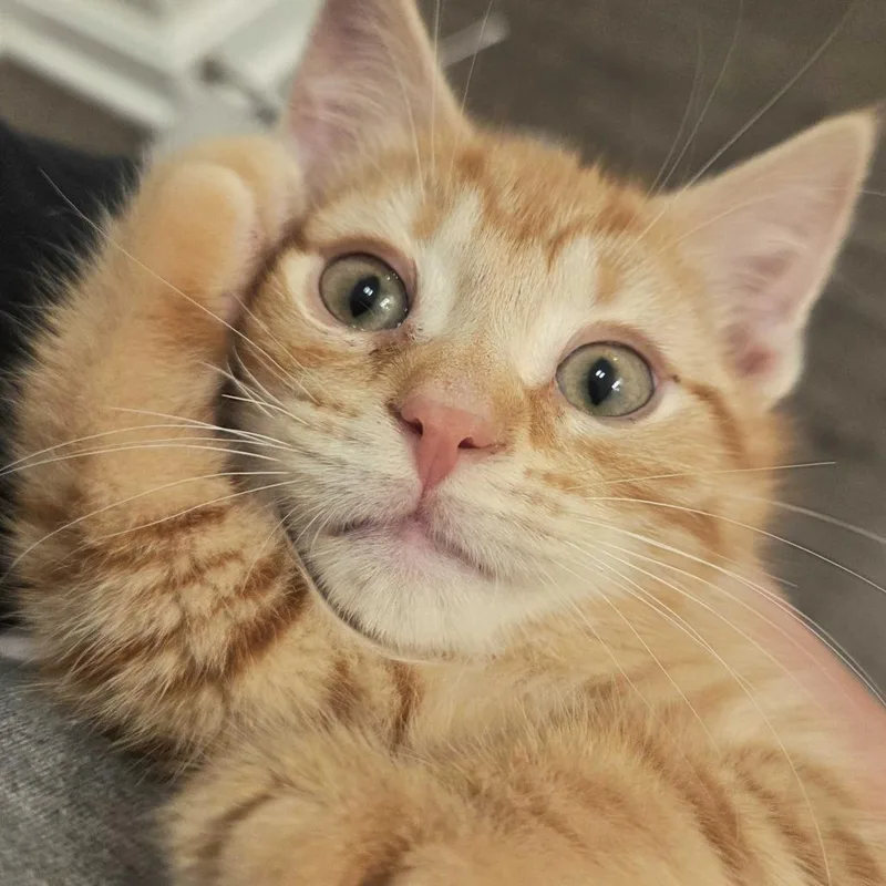 A baby small-sized male Orange / Red Domestic Short Hair cat named Crayon for adoption in Louisville, KY