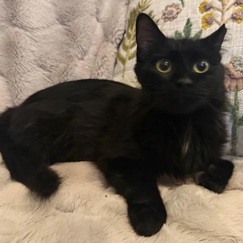 An adult medium-sized female Black Domestic Long Hair cat named Lilith for adoption in Flower Mound, TX