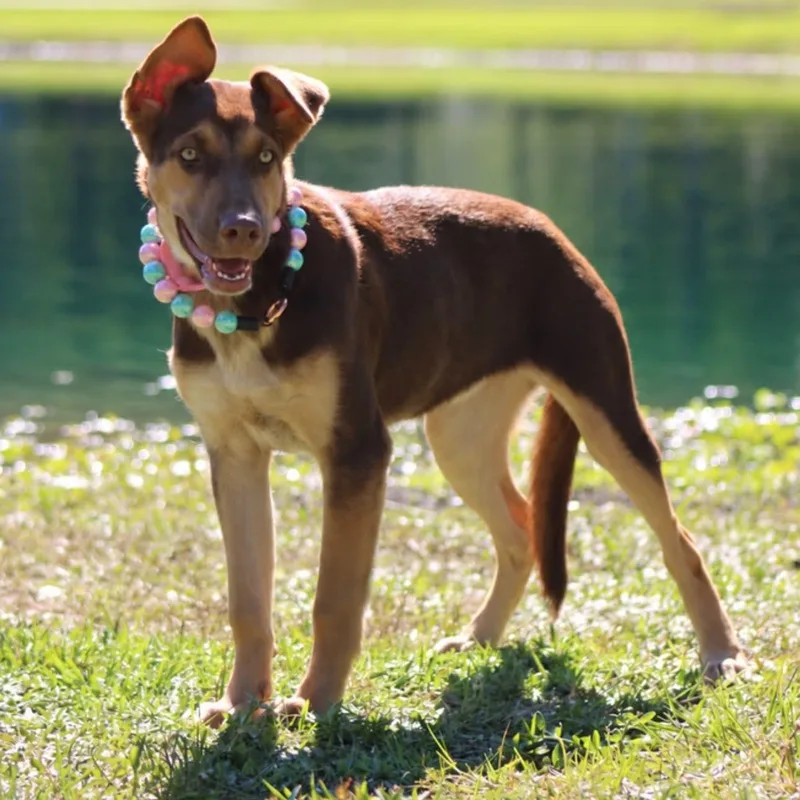 Roxy thumbnail 6
