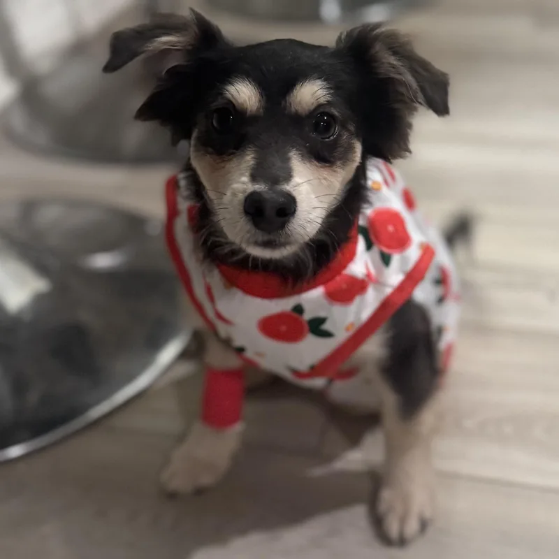 A baby small-sized female Black Chihuahua dog named Ms. Bubbly Lady for adoption in Ridgefield, WA