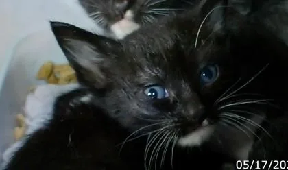 A baby medium-sized female Domestic Short Hair cat named Windy for adoption in West Memphis, AR