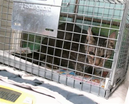 A young medium-sized female Domestic Short Hair cat named Karen for adoption in Houston, TX