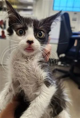 A baby small-sized female Domestic Long Hair cat named A for adoption in Burbank, CA
