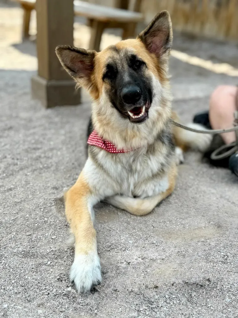 A young large-sized female German Shepherd Dog dog named Wednesday for adoption in Muskegon, MI