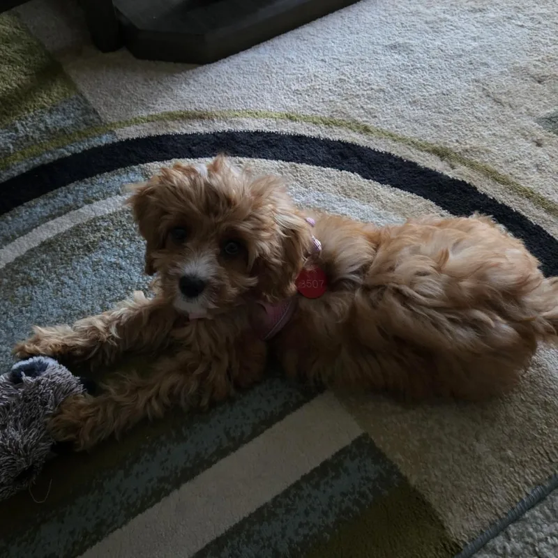Chloe