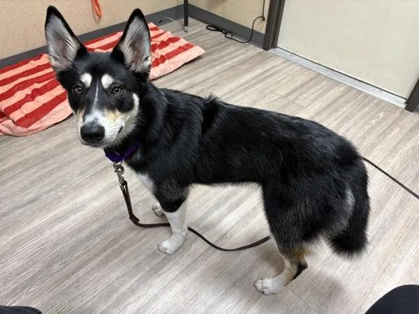 A young medium-sized female Siberian Husky dog named Koda for adoption in Oceanside, CA