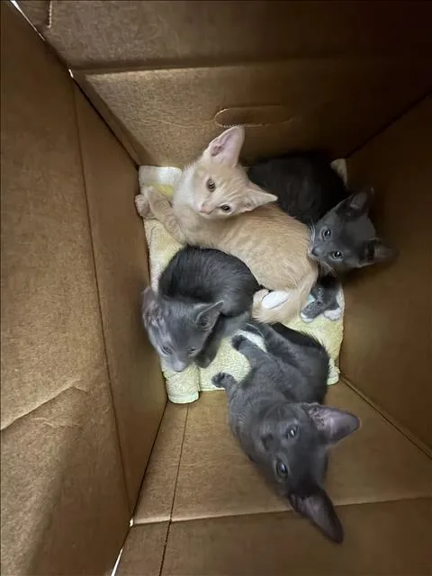 A baby small-sized male Domestic Short Hair cat named Lyle for adoption in Chatsworth, CA