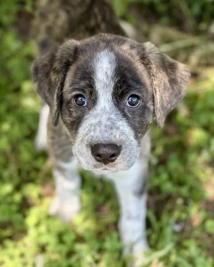 A baby medium-sized female Hound dog named Bernie for adoption in Malvern, PA