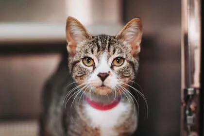 An adult small-sized female Domestic Short Hair cat named A ToastPetSmart North Charleston for adoption in North Charleston, SC