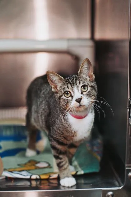 A ToastPetSmart North Charleston thumbnail 2