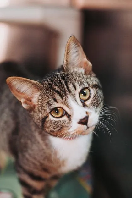 A ToastPetSmart North Charleston thumbnail 3