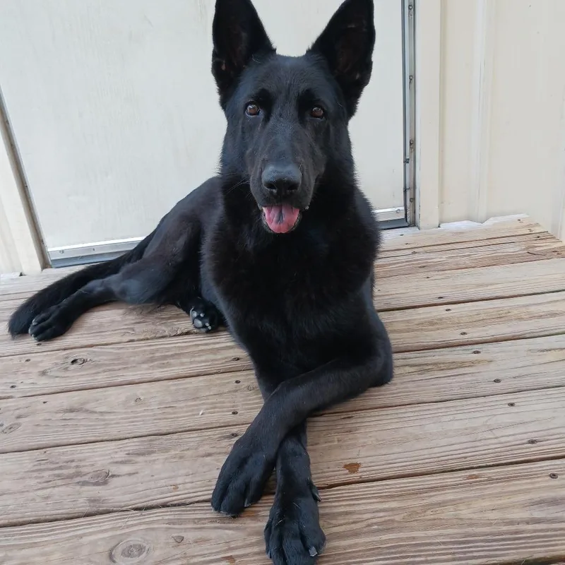 Black Beauty thumbnail 2