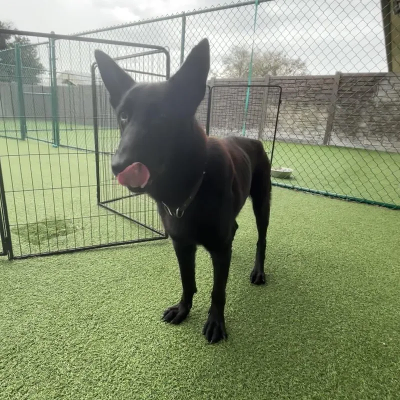 Black Beauty thumbnail 3