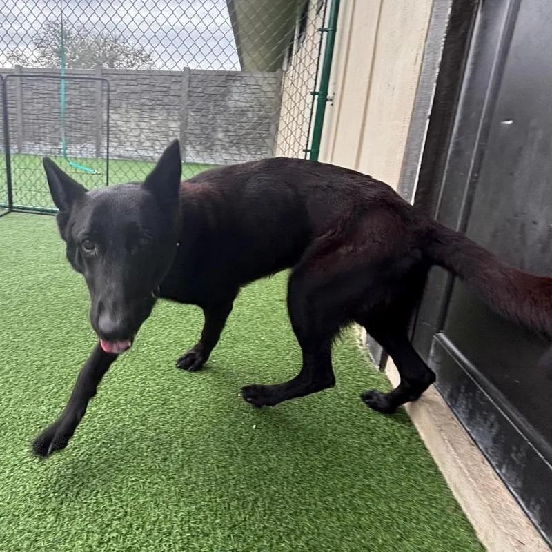 Black Beauty thumbnail 4