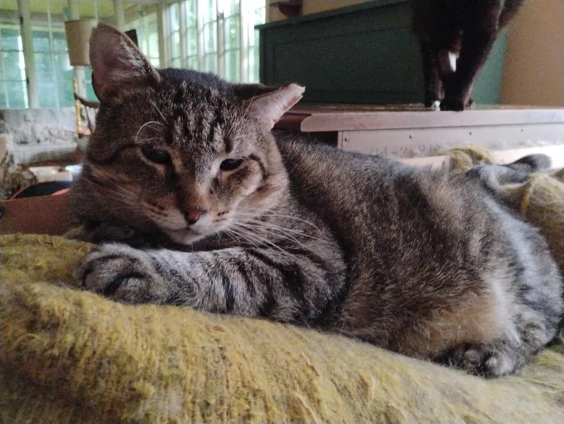 An adult large-sized male Tabby (Brown / Chocolate) American Shorthair cat named Willie for adoption in Rochester, NY