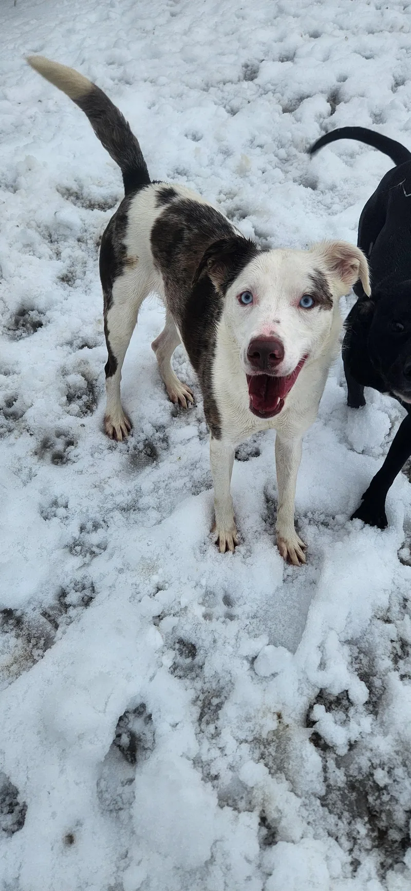 An adult medium-sized female White / Cream Australian Shepherd dog named Diva for adoption in Berea, KY