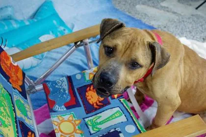 An adult medium-sized male Mixed Breed dog named Haribo for adoption in West Chester, PA