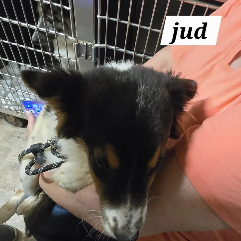 A baby medium-sized male Black Australian Shepherd dog named Jud for adoption in Normal, IL