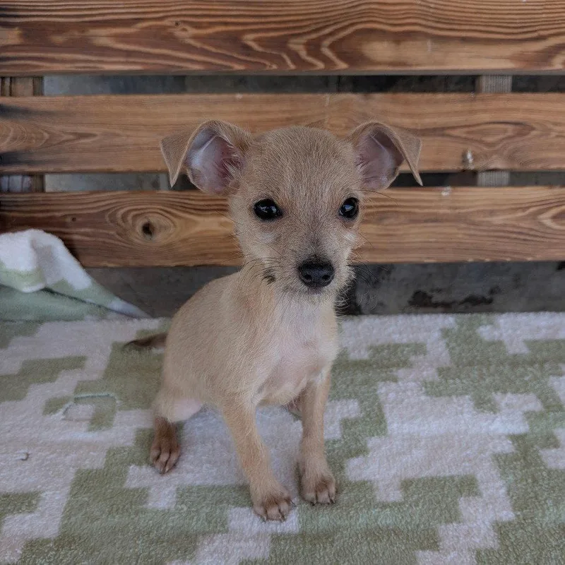 A baby small-sized female Chihuahua dog named Augusta for adoption in Chico, CA