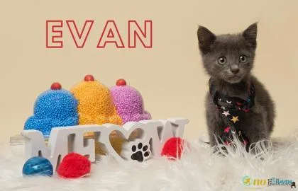A baby small-sized male Russian Blue cat named Evan for adoption in Fairhope, AL
